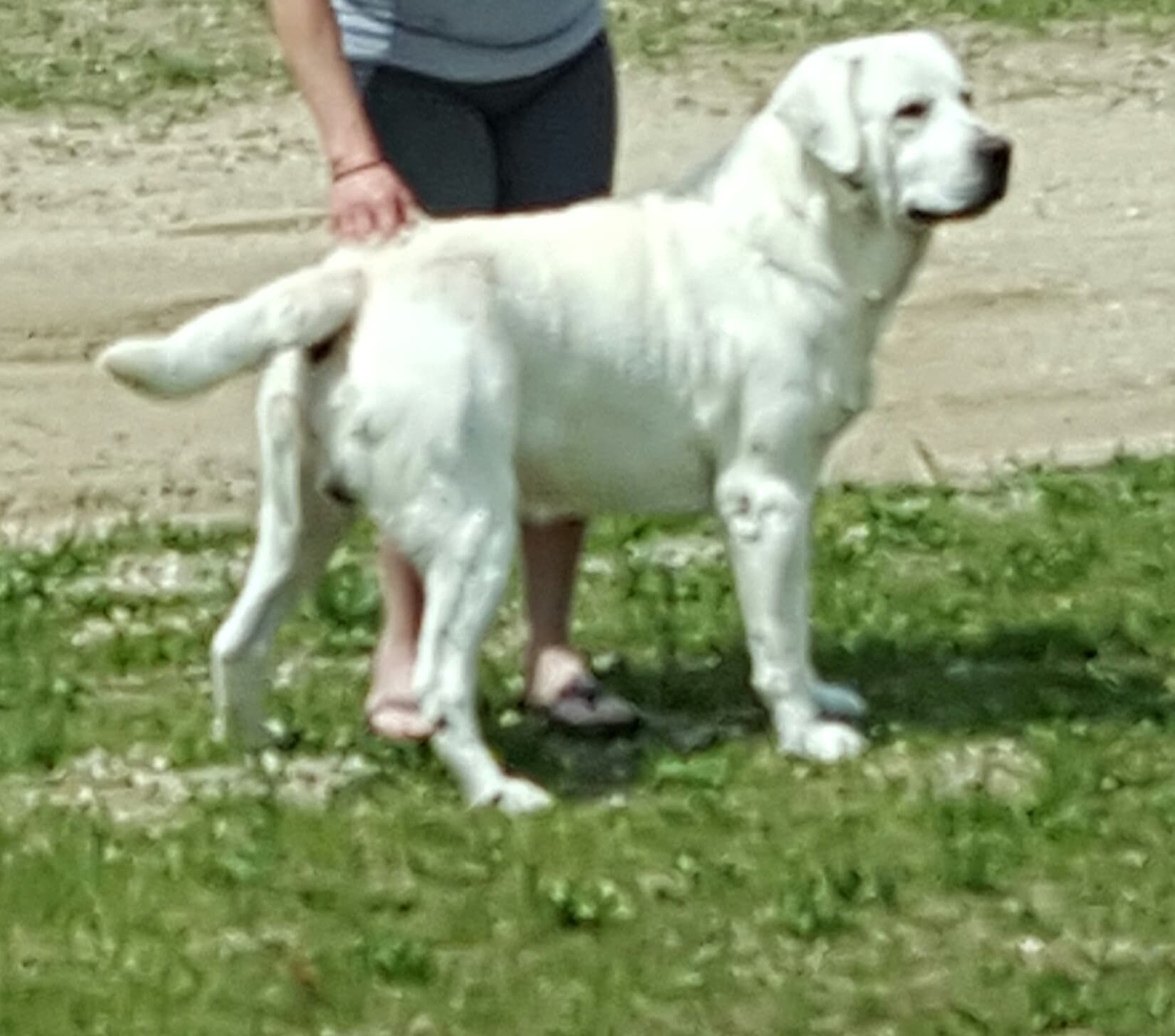 KTL White Yellow chocolate English Labrador lab Pup Puppies in MI